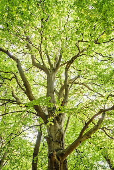 Arbre feuilles lumière 